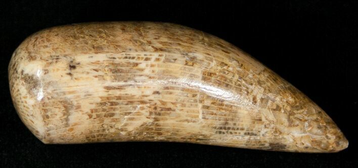 Polished Fossil Horn Coral - Morocco #18095